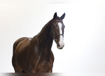 Zangersheide, Castrone, 8 Anni, 171 cm, Baio ciliegia