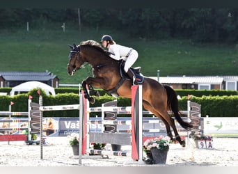 Zangersheide, Castrone, 8 Anni, 172 cm, Baio