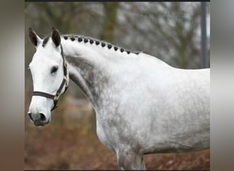 Zangersheide, Castrone, 8 Anni, 172 cm, Grigio