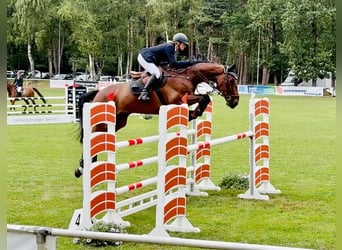 Zangersheide, Castrone, 8 Anni, 173 cm, Baio