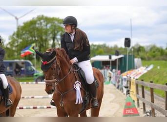 Zangersheide, Castrone, 8 Anni, 173 cm, Sauro scuro