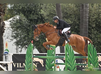 Zangersheide, Castrone, 8 Anni, 176 cm, Sauro