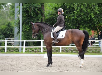 Zangersheide, Castrone, 8 Anni, 178 cm, Baio