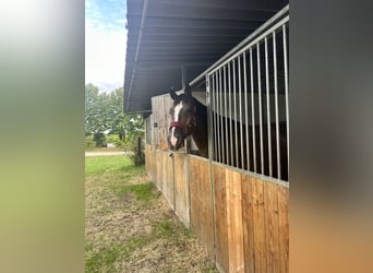 Zangersheide, Castrone, 8 Anni, 178 cm, Baio