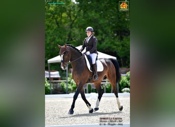 Zangersheide, Castrone, 8 Anni, 178 cm, Baio