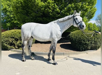Zangersheide, Castrone, 8 Anni, Grigio