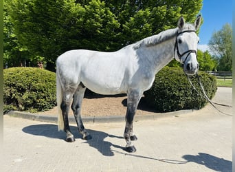 Zangersheide, Castrone, 8 Anni, Grigio