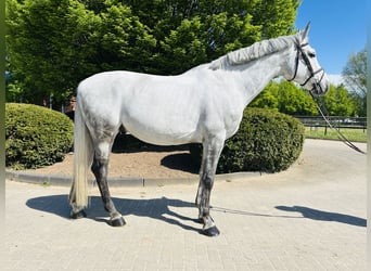 Zangersheide, Castrone, 8 Anni, Grigio