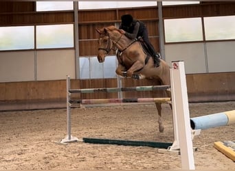 Zangersheide, Castrone, 8 Anni, Sauro