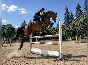 Zangersheide, Castrone, 9 Anni, 165 cm, Baio chiaro