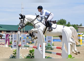 Zangersheide, Castrone, 9 Anni, 167 cm, Grigio