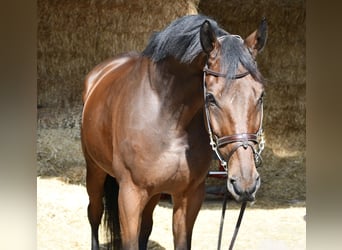 Zangersheide, Castrone, 9 Anni, 168 cm, Baio