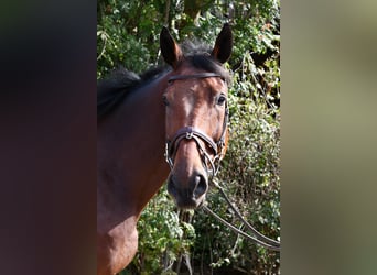 Zangersheide, Castrone, 9 Anni, 168 cm, Baio