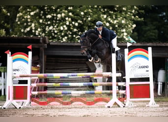 Zangersheide, Castrone, 9 Anni, 168 cm, Baio scuro