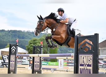 Zangersheide, Castrone, 9 Anni, 170 cm, Baio