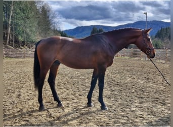 Zangersheide, Castrone, 9 Anni, 175 cm, Baio