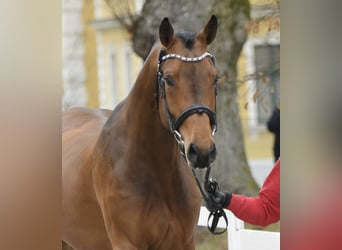 Zangersheide, Castrone, 9 Anni, 175 cm, Baio