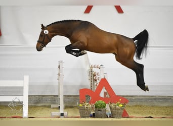 Zangersheide, Castrone, 9 Anni, 175 cm, Baio