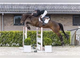 Zangersheide, Castrone, 9 Anni, 176 cm, Baio