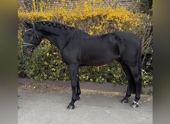 Zangersheide, Castrone, 9 Anni, 177 cm, Morello