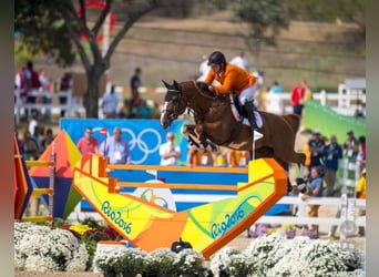 Zangersheide, Desconocido, Embrión