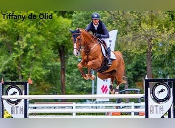 Zangersheide, Desconocido, Embrión