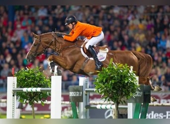 Zangersheide, Desconocido, Embrión