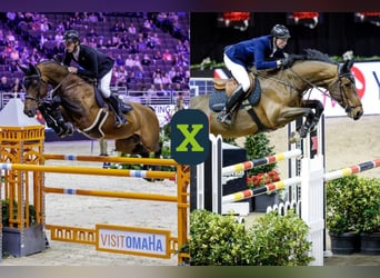 Zangersheide, Desconocido, Embrión