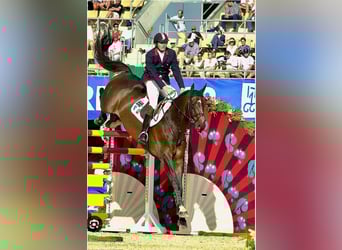 Zangersheide, Sconosciuto, Embrione