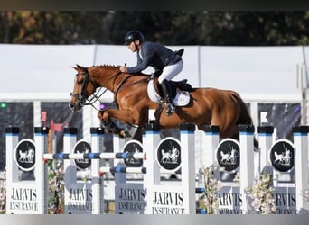 Zangersheide, Onbekend, Embryo