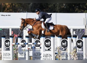 Zangersheide, Onbekend, Embryo