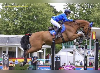 Zangersheide, Onbekend, Embryo