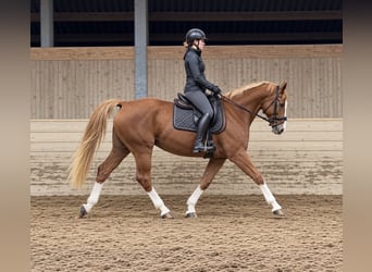 Zangersheide, Giumenta, 10 Anni, 163 cm, Sauro