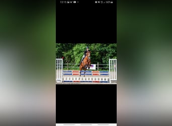 Zangersheide, Giumenta, 10 Anni, 166 cm, Sauro