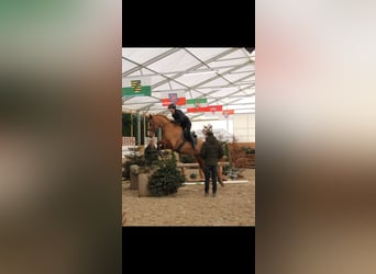 Zangersheide, Giumenta, 10 Anni, 166 cm, Sauro