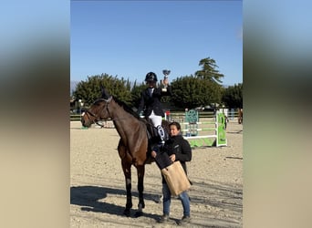 Zangersheide, Giumenta, 10 Anni, 167 cm, Baio