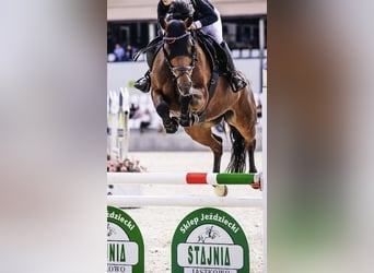 Zangersheide, Giumenta, 10 Anni, 167 cm, Baio