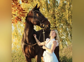 Zangersheide Mix, Giumenta, 10 Anni, 167 cm, Baio