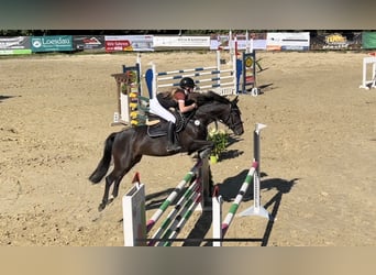 Zangersheide, Giumenta, 10 Anni, 167 cm, Baio nero