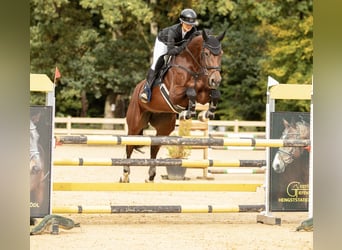 Zangersheide, Giumenta, 10 Anni, 168 cm, Baio