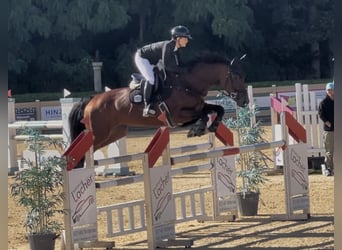 Zangersheide, Giumenta, 10 Anni, 168 cm, Baio