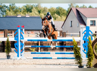 Zangersheide, Giumenta, 10 Anni, 168 cm, Baio