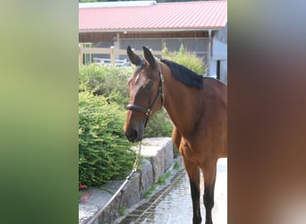 Zangersheide, Giumenta, 10 Anni, 169 cm, Baio chiaro