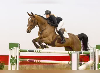 Zangersheide, Giumenta, 10 Anni, 172 cm, Baio