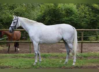 Zangersheide, Giumenta, 10 Anni, 174 cm, Grigio