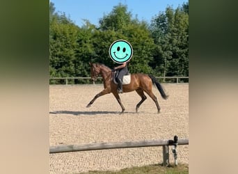 Zangersheide, Giumenta, 11 Anni, 160 cm
