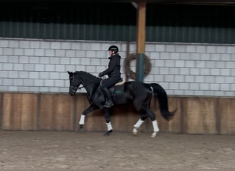 Zangersheide, Giumenta, 11 Anni, 161 cm, Morello