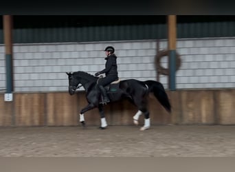 Zangersheide, Giumenta, 11 Anni, 161 cm, Morello