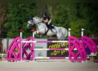 Zangersheide, Giumenta, 11 Anni, 170 cm, Grigio