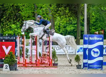 Zangersheide, Giumenta, 11 Anni, 170 cm, Grigio